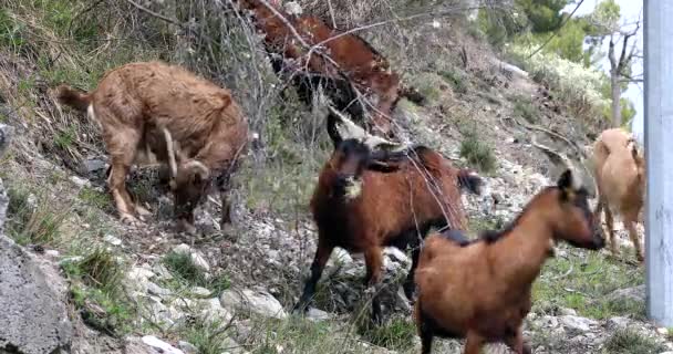 Grupa Półdzikich Kóz Jedzących Liście Kwiaty Drzew Alpach Francuskich Francja — Wideo stockowe