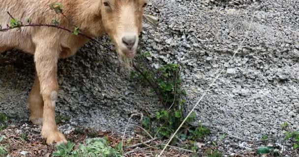 Wild Bej Goat Eating Blackberry Brambles French Alps Mountain France — Videoclip de stoc