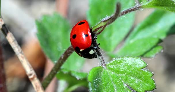 Ladybug Ladybird Cocinella Septemunctata 緑の植物の葉の上にぶら下がります クローズアップビュー マクロショット Dci 4K解像度 — ストック動画