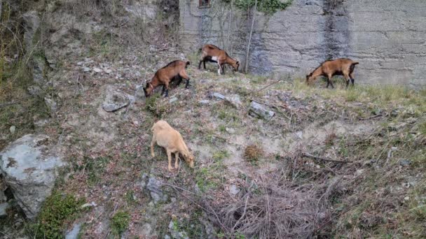 Pâturage Des Chèvres Dans Montagne Dans Les Alpes Françaises France — Video