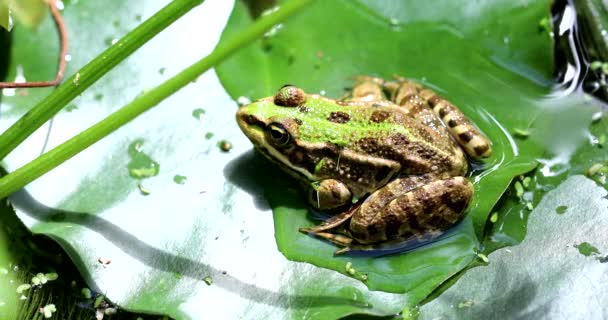 Bataklık Kurbağası Pelophylax Ridibundus Zambağı Ndan Atlama Görüntüyü Kapat Makro — Stok video