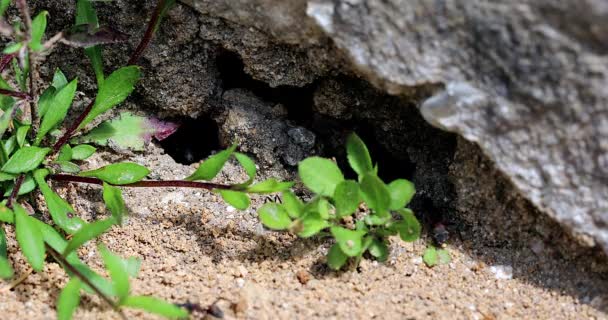 Big Black Ants Walking Front Entrance Anthill Close View Macro — Stock Video