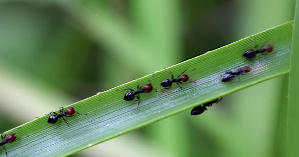 Många Röda Myror Går Ett Långt Grönt Blad Närbild Makro — Stockvideo