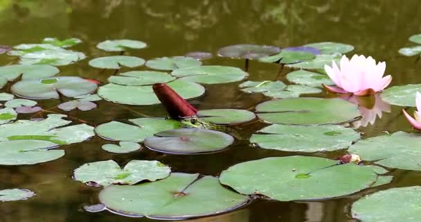 池の水とリリーパッドの中の小さな緑のカエル ビューを閉じる Dci 4K解像度 — ストック動画