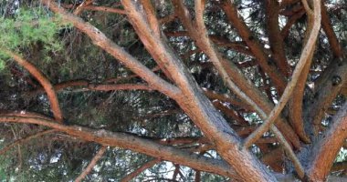 Akdeniz Bölgesine Yerli Çam Ağacı - DCi 4K Çözünürlüklü Büyük Kaynak Beyaz Çam Dalları (Pinus Halepensis veya Halep Çamı)