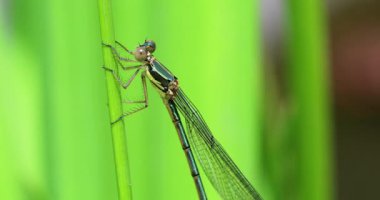 Yeşil Yusufçuğun çim biçme bıçağında dinlendiği profil görüntüsü. Görüntü Makro Görüntüsünü Kapat - DCi 4K Çözünürlüğü