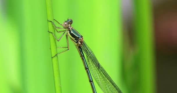 Profile View Green Dragonfly Resting Blade Grass Close View Macro — Stock Video