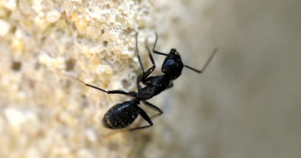 Gran Hormiga Negra Una Pared Primer Plano Vista Macro Shot — Vídeos de Stock