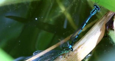 Azure Damselfly (Coenagrion Puella) çiftleşme, Çim Köküne Tüneme. Görüntü Makro Görüntüsünü Kapat - DCi 4K Çözünürlüğü