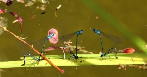 Чотири Пари Azure Damselfly Coenagrion Puella Mating Perched Grass Stem — стокове відео