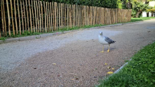 Gaviota Pidiendo Comida Parque Ciudad Pájaro Comiendo Migas Pan Riviera — Vídeos de Stock