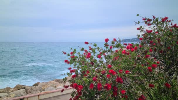 Flor Roja Del Cepillo Botella Del Primer Plano Callistemon Con — Vídeos de Stock