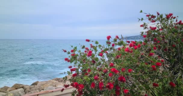 Flor Cepillo Botella Roja Cerca Callistemon Con Las Olas Azules — Vídeos de Stock