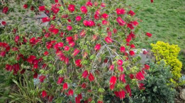 8K Bal Arıları Kırmızı Şişe Fırçası Çiçeğinin Üzerinde Uçuyor (Callistemon). Yakından Görünüm - 8K UHD (7680 x 4320)