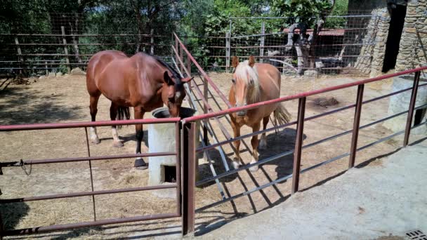 Dos Hermosos Caballos Marrones Pie Recinto Granja Caballos Vista Cerca — Vídeo de stock