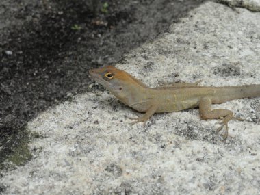 Anolis Sagrei, kahverengi Anole