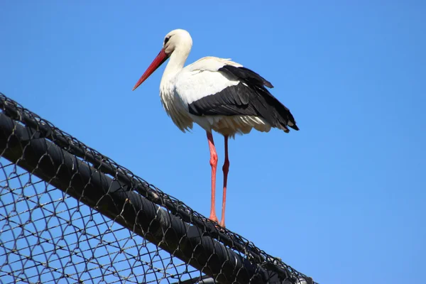 황새 (ciconia ciconia) — 스톡 사진