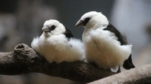 White-headed Buffalo Weaver — Stock Photo, Image