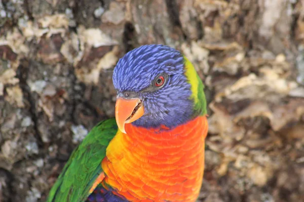 Крупним планом веселка Lorikeet — стокове фото