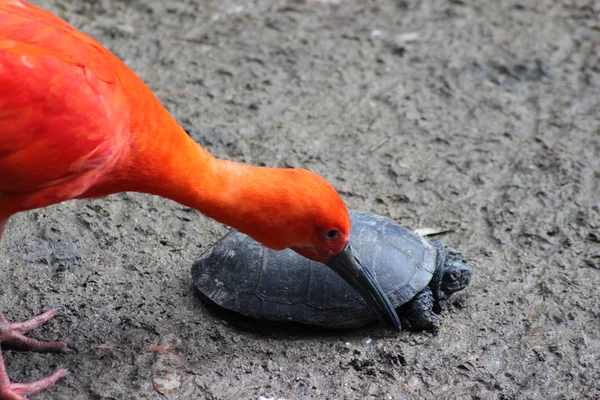 Scarlet Ibis VS turtle — Stock Photo, Image