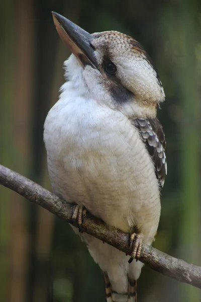 Le Kookaburra rieur (Dacelo novaeguineae) ) — Photo