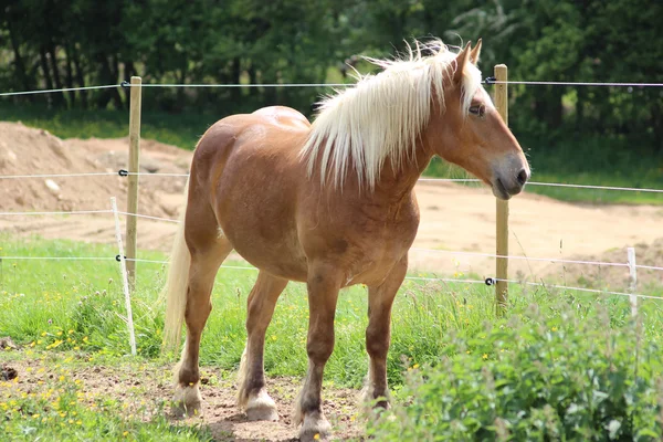 Haflinger horse in a meadow — Stock Photo, Image