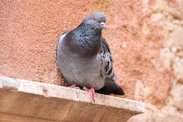 Schöne wilde taube in venedig, italien — Stockfoto