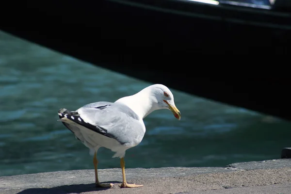 Kuriose Möwe — Stockfoto