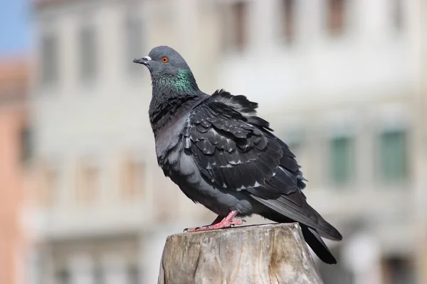 Wilde taube in venedig, italien — Stockfoto