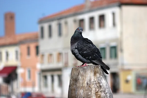 Taube in Venedig — Stockfoto