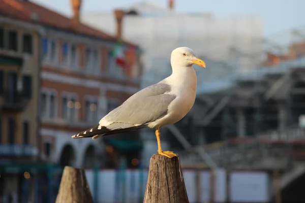 Чайка стоит и смотрит, Венеция Италия — стоковое фото