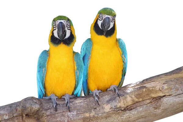 Lovely Couple - Blue and Yellow Macaws Isolated on White — Stock Photo, Image