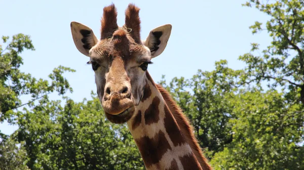 Giraffe beobachtet dich — Stockfoto