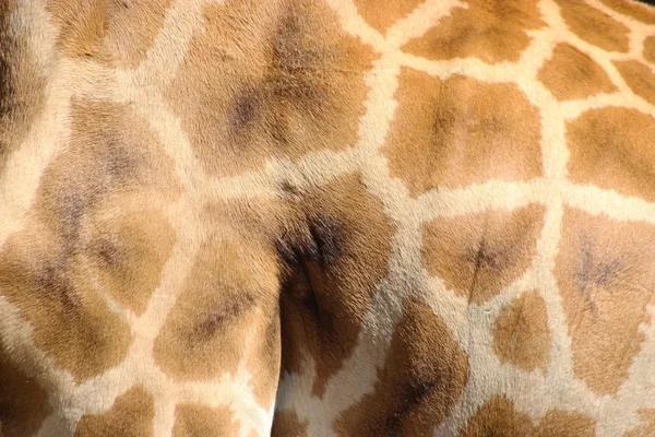 Giraffe Fur — Stock Photo, Image