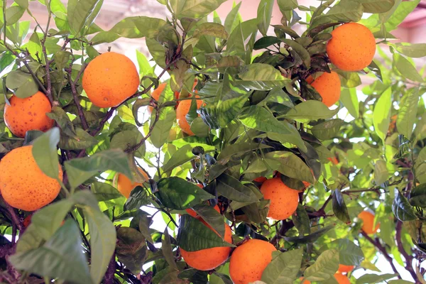 Menton narancssárga fák — Stock Fotó