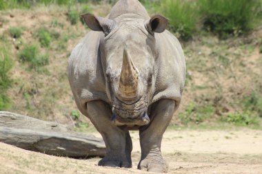 Beyaz rhino
