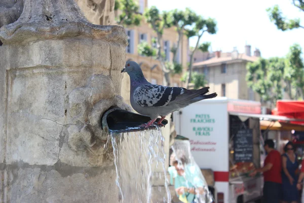 Taube steht im Wasser in Brunnen — Stockfoto