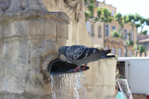 Tauben trinken Wasser aus dem Brunnen — Stockfoto