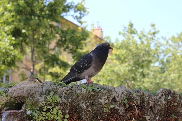Taube, die auf einem Brunnen steht. cours mirabeau aix-en-prove — Stockfoto