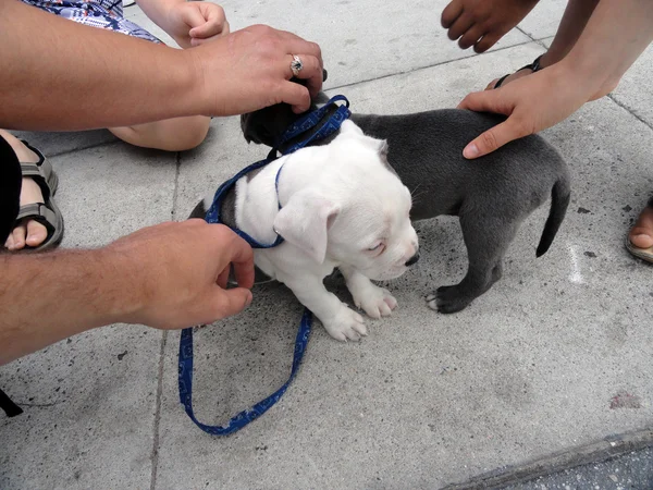 American staffordshire terrier cachorros — Fotografia de Stock