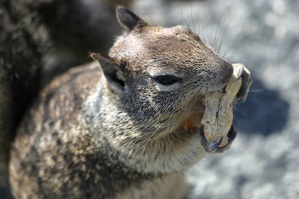 Streifenhörnchen isst eine Erdnuss — Stockfoto