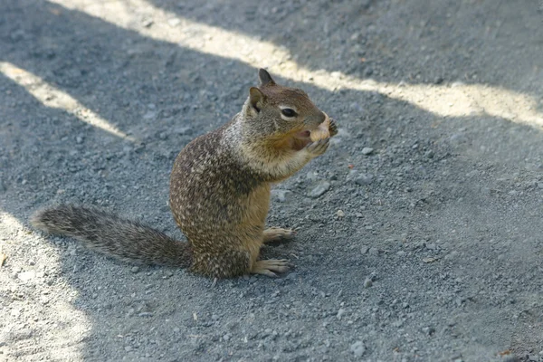Streifenhörnchen essen eine Erdnuss — Stockfoto