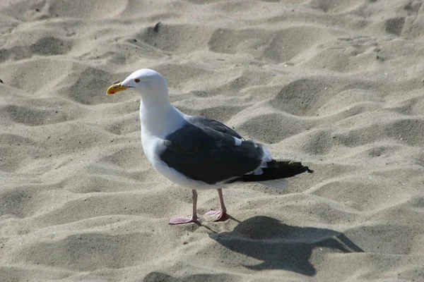 Чайка гуляет по пляжу — стоковое фото