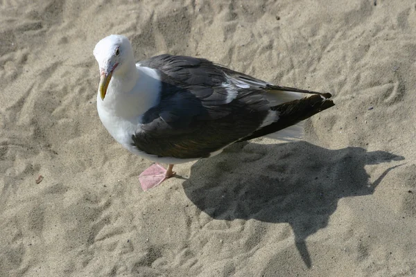Любопытная(ый) Чайка на пляже — стоковое фото