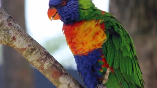 Beautiul Arco iris Lori colores pájaro — Vídeo de stock