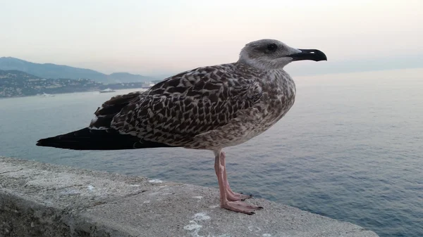 Чайка в Монако — стоковое фото