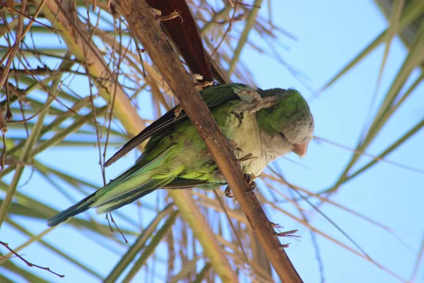 Monk Parakeet in Barcelona