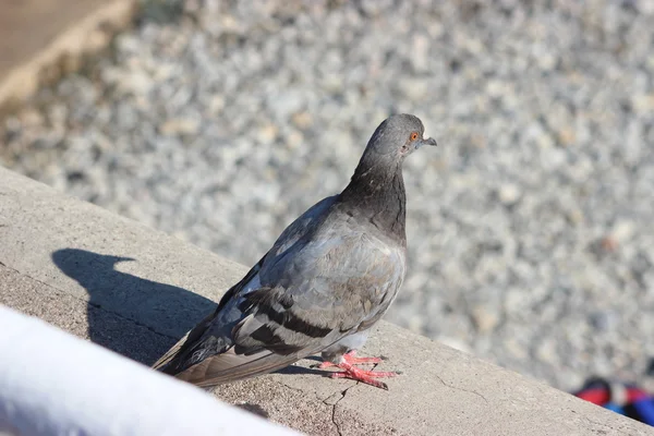 Pigeon et son ombre — Photo