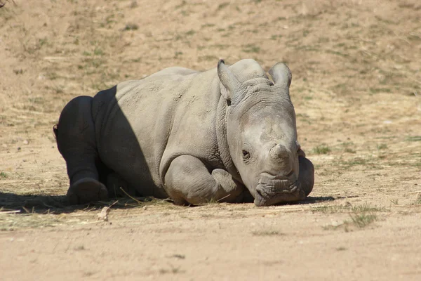 Mignon blanc rhinocéros bébé — Photo