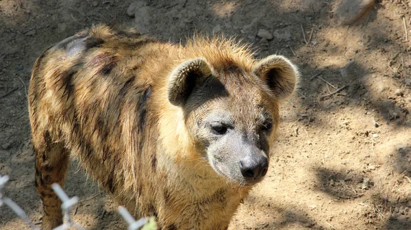 Jeune hyène tachetée — Photo